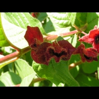 Lonicera ledebourii (fam Caprifoliacees) (Californie) (4)